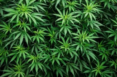 cannabis légalité